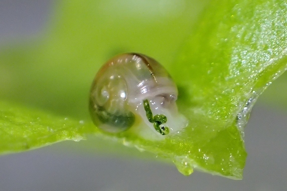 体が透けるカタツムリ