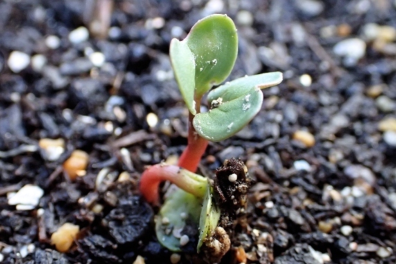 第二期はつか大根発芽中