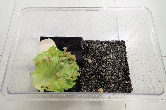 カタツムリの赤ちゃんを中型飼育ケースに移動