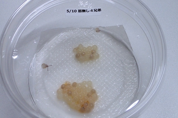 筋無し4兄弟の卵が孵化