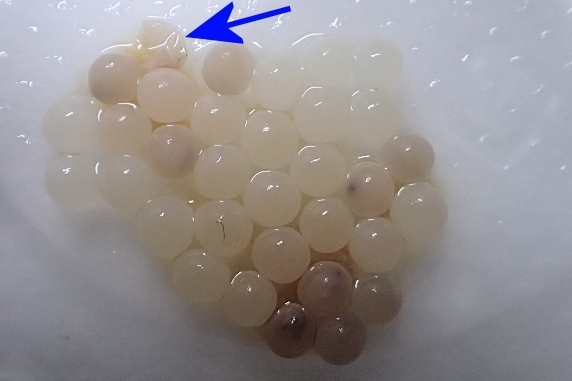 筋無し4兄弟の卵が孵化