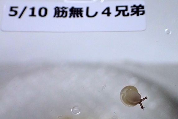 筋無し4兄弟の卵が孵化
