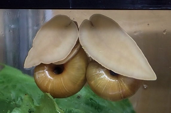 ラブラブなカタツムリ