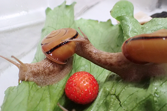 イチゴを食べるカタツムリ