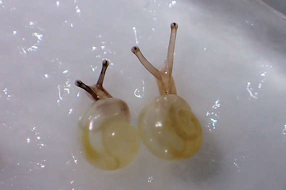第2段は現在6匹が孵化