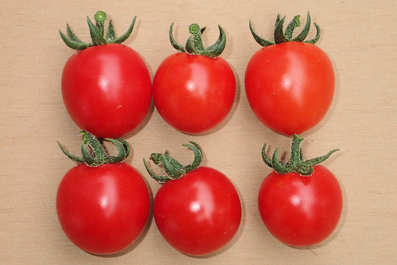 ミニトマトの初収穫と四季なりイチゴの整理