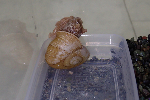 水浴びをするカタツムリ