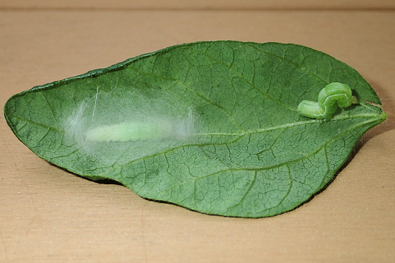 確保したウワバ幼虫のその後