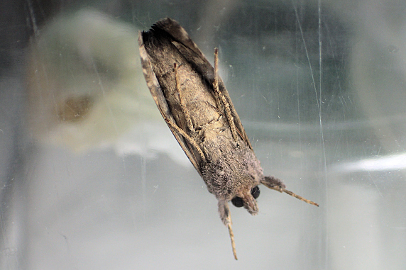 確保中のウワバ幼虫が羽化