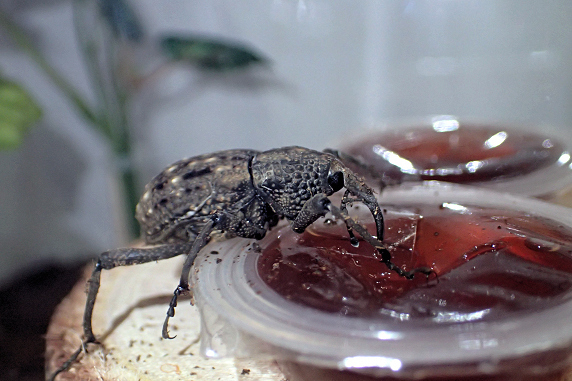昆虫ゼリーが好きなオオゾウムシ