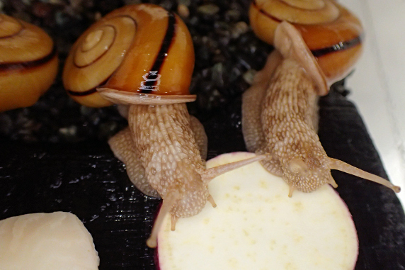 サツマイモを食べるカタツムリ その1