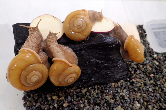 サツマイモを食べるカタツムリ その1