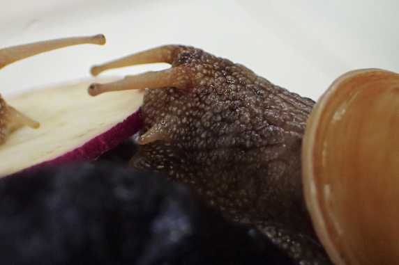 サツマイモを食べるカタツムリ その1