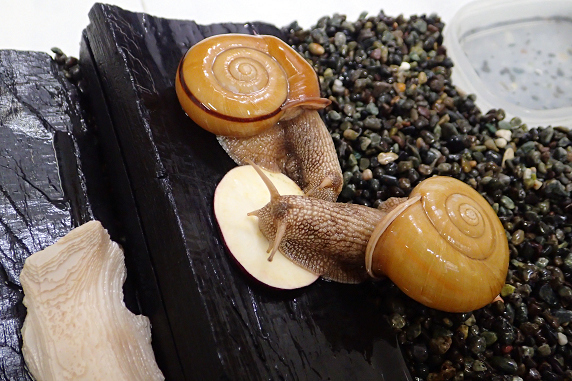 サツマイモを食べるカタツムリ その2