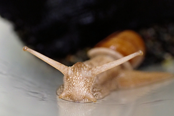 サツマイモを食べるカタツムリ その2