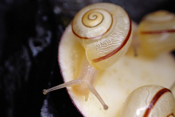 サツマイモを食べるカタツムリ その3