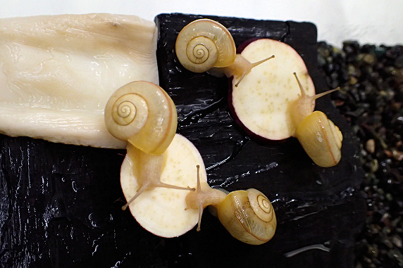 サツマイモを食べるカタツムリ その3