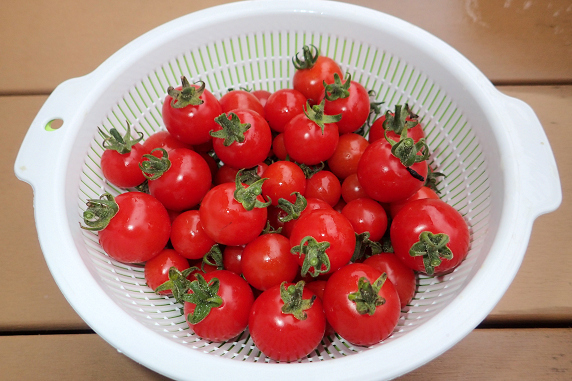 ミニトマトの収穫