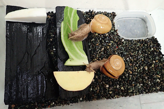全カタツムリの紹介