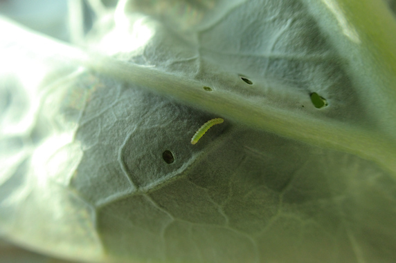 キャベツに食害発生!