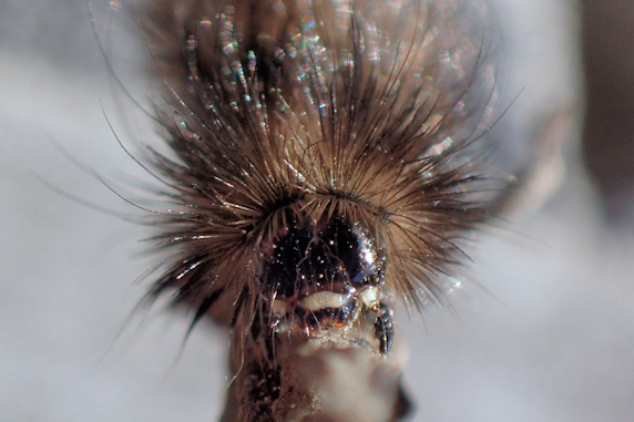 アカハラゴマダラヒトリの幼虫