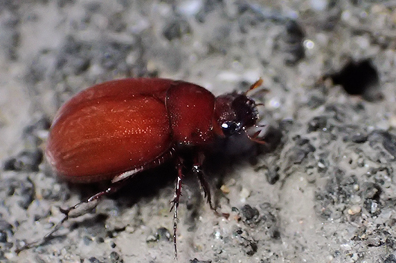 アカビロウドコガネ参上: ぁぃの飼育ブログ