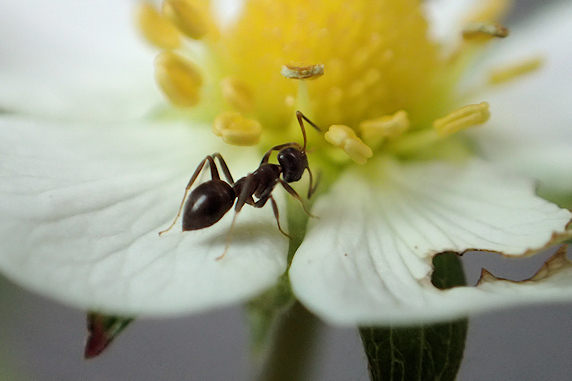 花の蜜をなめるアリ