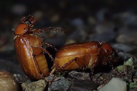 繁殖期のナガチャコガネ