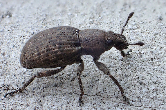 またもやチビメナガゾウムシ