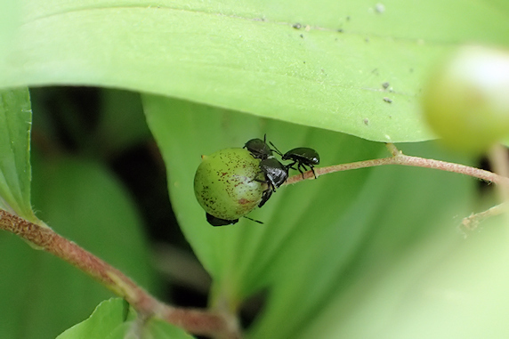カメムシの幼虫