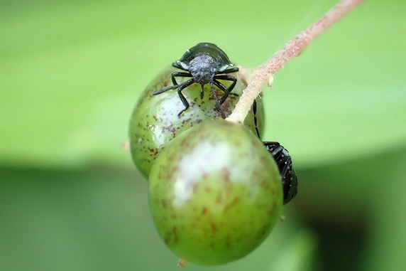 カメムシの幼虫