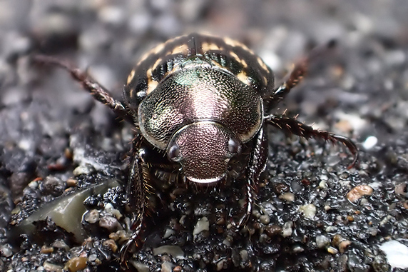 恒例のセマダラコガネ