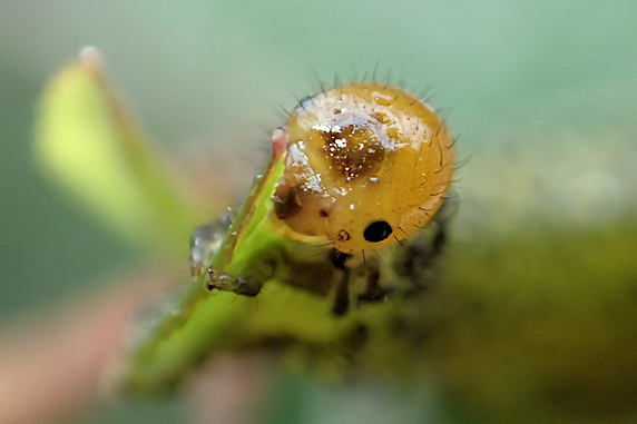 ツツジの葉を食べるルリチュウレンジの幼虫