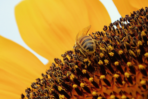 大輪ヒマワリにミツバチお立ち寄り