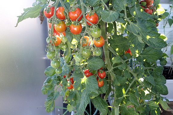 ミニトマトなどの収穫