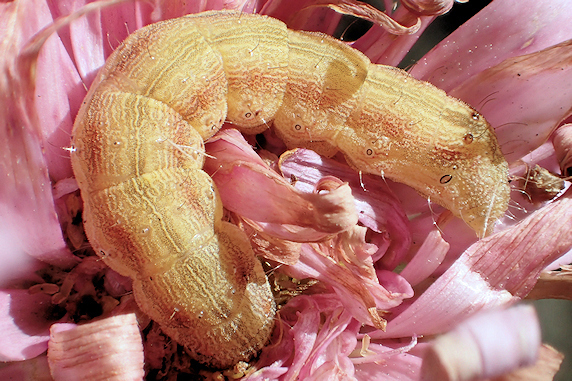 キク科の花を食べる不明幼虫