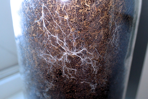 カブ幼虫マットに菌糸発生