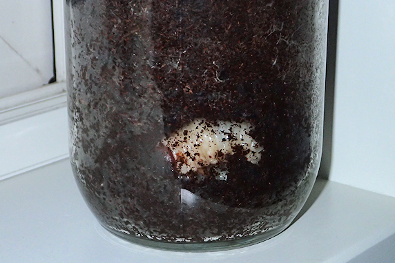 カブ幼虫に霧吹き実施
