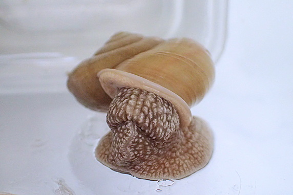 久々レタスのカタツムリ その1