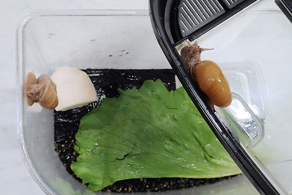 久々レタスのカタツムリ その1