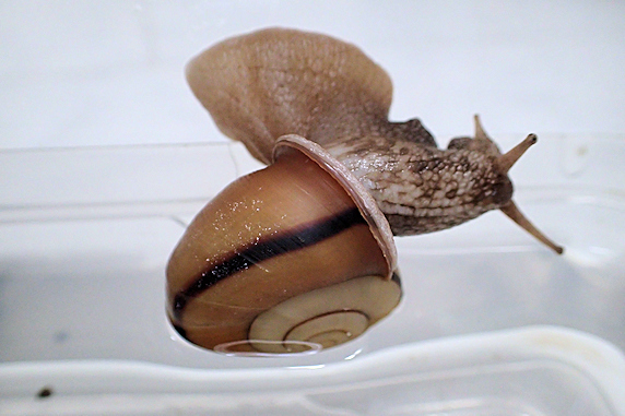 久々レタスのカタツムリ その2