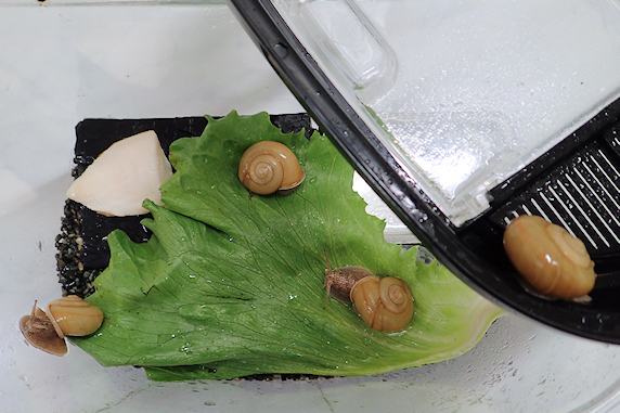久々レタスのカタツムリ その2