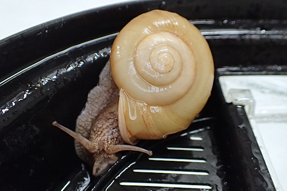 久々レタスのカタツムリ その2
