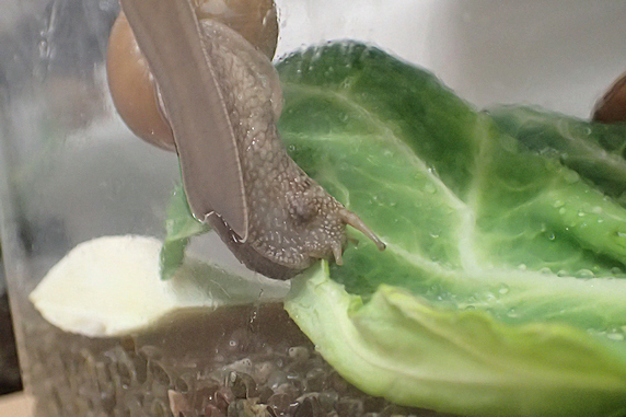 キャベツを食べるカタツムリのいろいろ