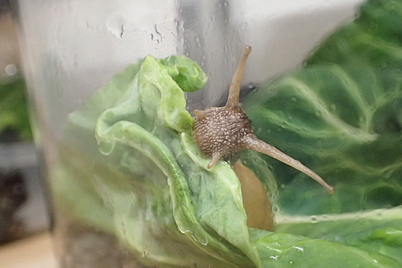 キャベツを食べるカタツムリのいろいろ