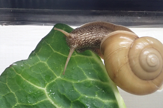キャベツを食べるカタツムリのいろいろ