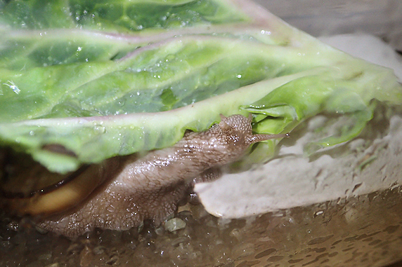 キャベツを食べるカタツムリのいろいろ