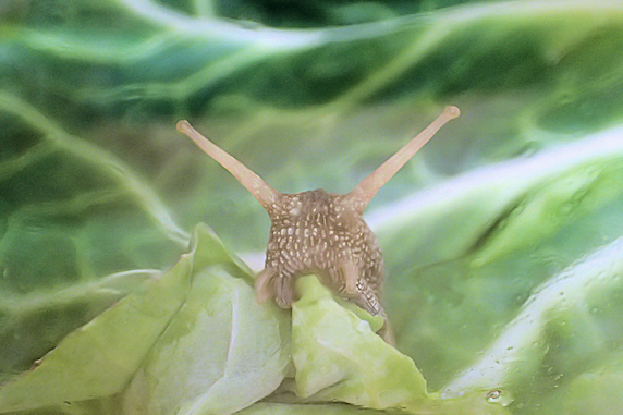 キャベツを食べるカタツムリのいろいろ