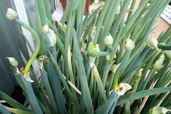 さっぱり進まぬベランダ菜園