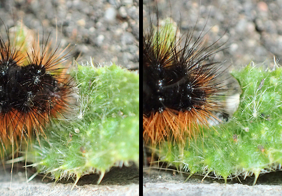 ヒトリガの幼虫の疾走